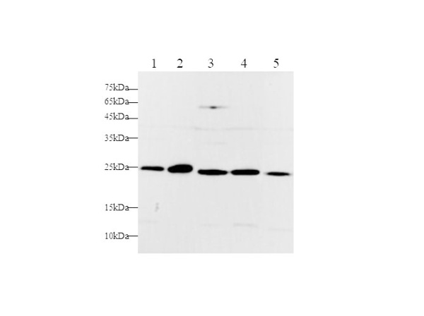 RAN Polyclonal Antibody (D-AB-10329L)