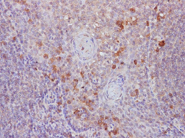 B7-1/CD80 Polyclonal Antibody (AN005820L)