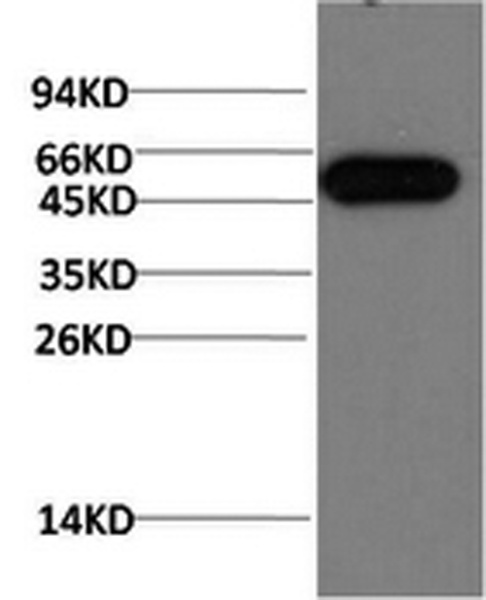 ATG5 Monoclonal Antibody (E-AB-22149)
