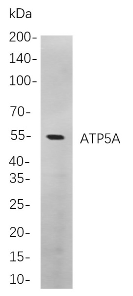 Recombinant ATP5A Monoclonal Antibody (AN300867L)