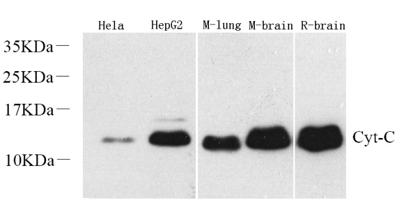 CYCS Polyclonal Antibody (E-AB-70033)