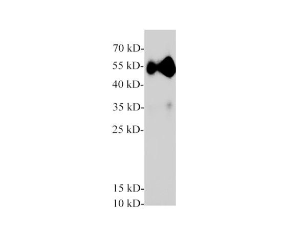 Pancreatic lipase/PTL Polyclonal Antibody (E-AB-40636)