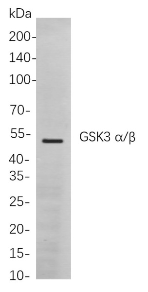 Recombinant GSK3 α/β Monoclonal Antibody (AN300900L)