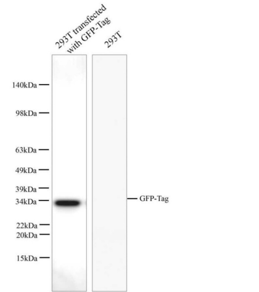 GFP-Tag Monoclonal Antibody (E-AB-48011)