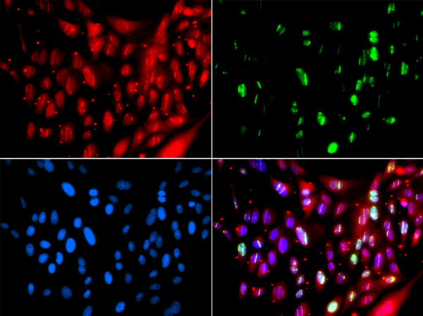 UIMC1 Polyclonal Antibody (E-AB-61603)