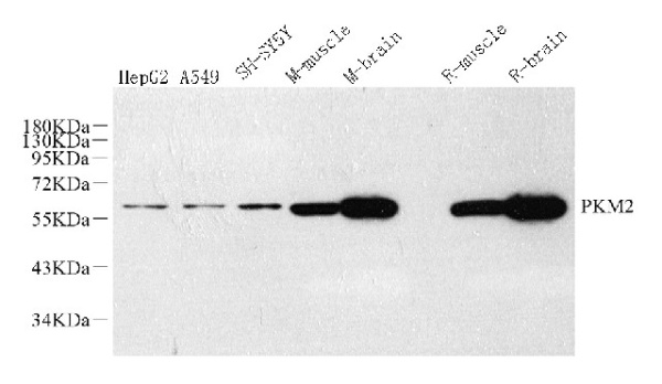 PKM Polyclonal Antibody (E-AB-70274)