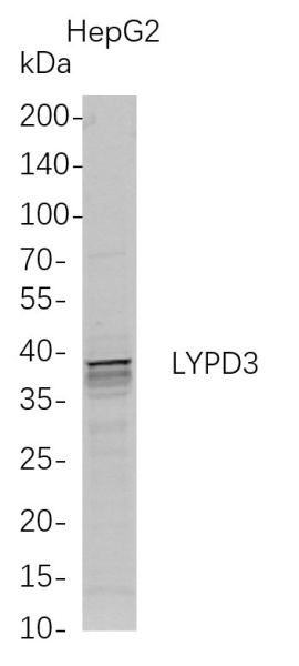 Recombinant LYPD3 Monoclonal Antibody (AN300774L)