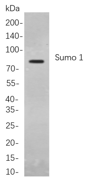 Recombinant Sumo 1 Monoclonal Antibody (AN300863L)