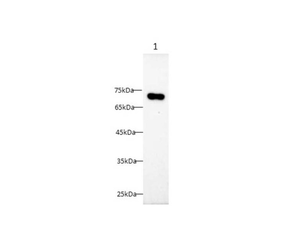 B7-2/CD86 Polyclonal Antibody (AN007150L)