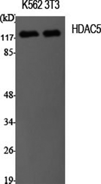 HDAC5 Polyclonal Antibody (E-AB-31647)