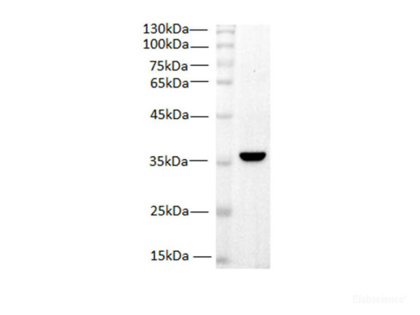 PCNA Monoclonal Antibody (E-AB-48013)