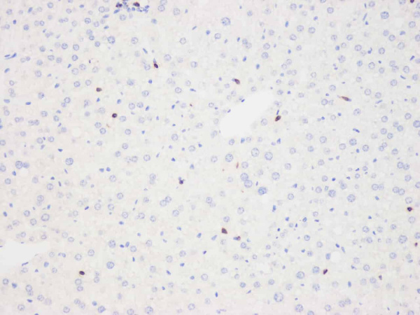 THY1 Polyclonal Antibody (E-AB-70078)