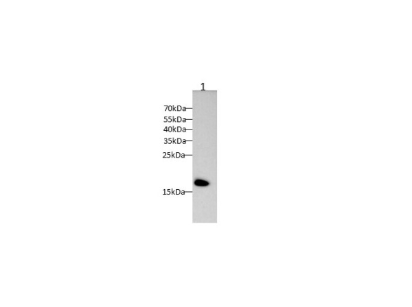 CDNF Polyclonal Antibody (D-AB-10383L)