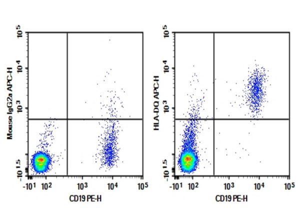 Purified Anti-Human HLA-DQ Antibody[1A3] (AN004210P)