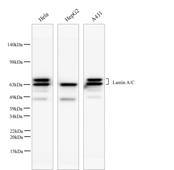 Lamin A/C Monoclonal Antibody (AN005340L)