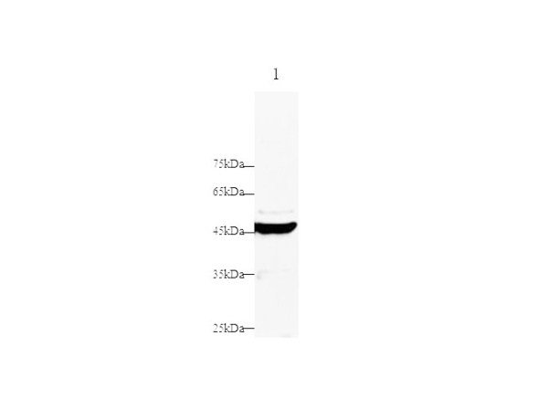 DNase-Ⅰ Polyclonal Antibody (D-AB-10417L)