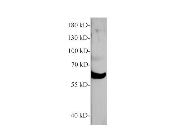 Vanin1 Polyclonal Antibody (E-AB-40574)