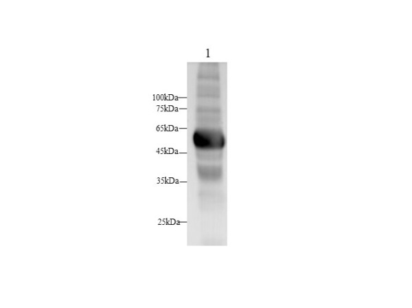 AMY1A Polyclonal Antibody (D-AB-10353L)