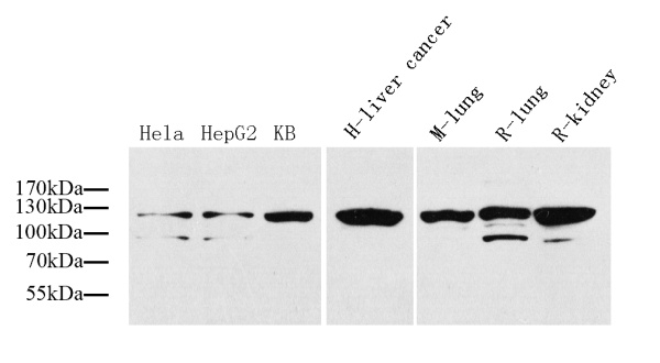 COL1A1 Polyclonal Antibody (E-AB-70008)