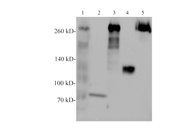 Filamin-c Polyclonal Antibody (E-AB-40582)