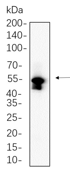 Recombinant MLKL Monoclonal Antibody (AN300716L)