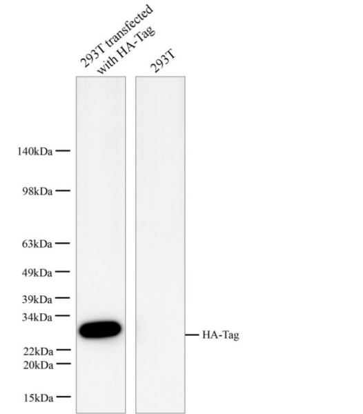 HA-Tag Monoclonal Antibody (E-AB-48021)