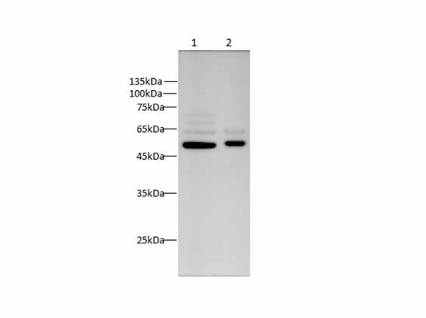 Vimentin Polyclonal Antibody (AN005800L)