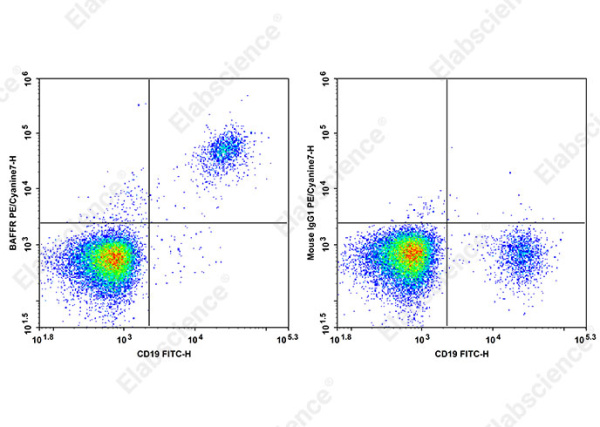 PE/Cyanine7 Anti-Human BAFFR Antibody[6G10] (AN00655H)