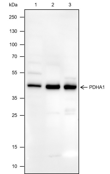Recombinant PDHA1 Monoclonal Antibody (AN301808L)