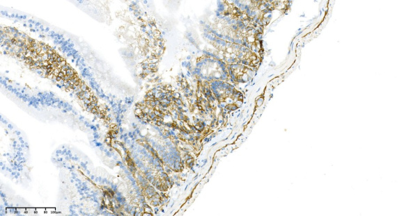 Recombinant CD44 Monoclonal Antibody (AN300928L)