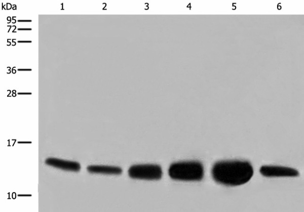 COX6C Polyclonal Antibody (E-AB-17879)