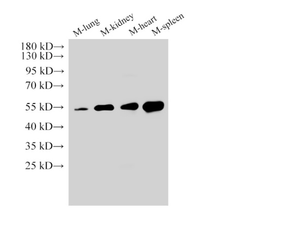 Angiotensinogen Polyclonal Antibody (E-AB-40478)