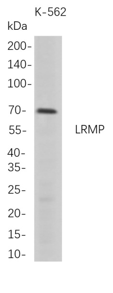 Recombinant LRMP Monoclonal Antibody (AN300770L)