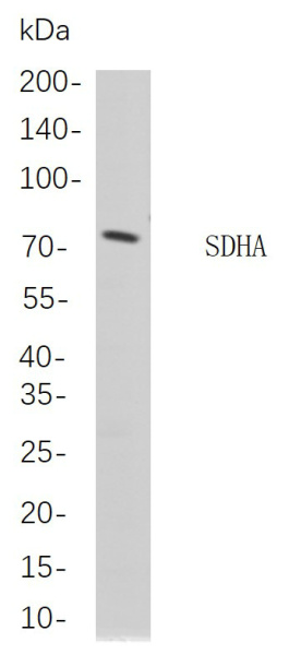 Recombinant SDHA Monoclonal Antibody (AN301107L)