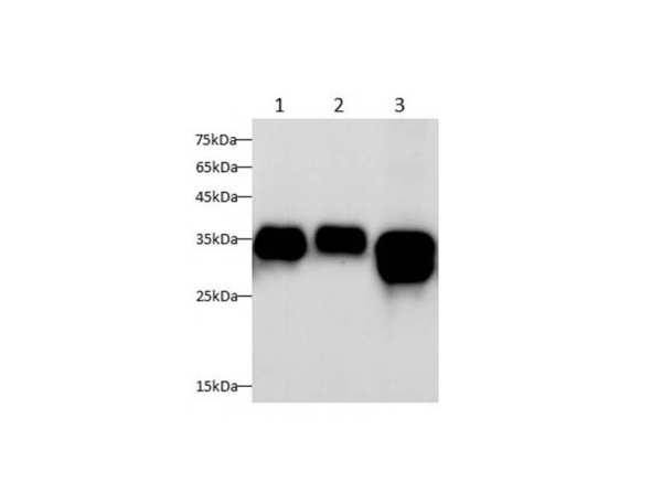Annexin A1 Polyclonal Antibody (AN007180L)
