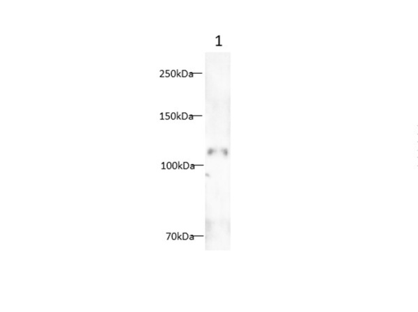 CD34 Monoclonal Antibody (AN006960L)