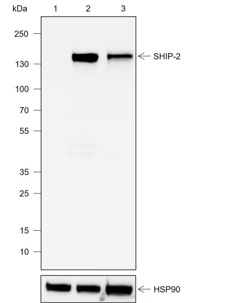 Recombinant SHIP-2 Monoclonal Antibody (AN302029L)