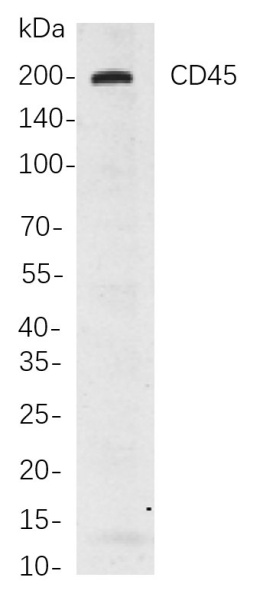 Recombinant CD45 Monoclonal Antibody (AN300907L)