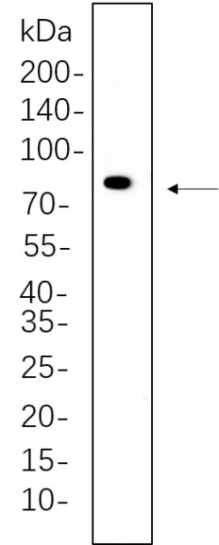 Recombinant Phospho-PKC α (Thr638) Monoclonal Antibody (AN300637L)