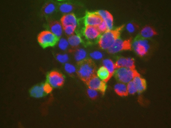 Elab Fluor® 594-conjugated Flag-Tag Monoclonal Antibody (AN00299Y)