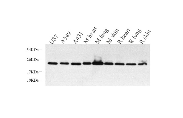 CAV1 Polyclonal Antibody (E-AB-70344)