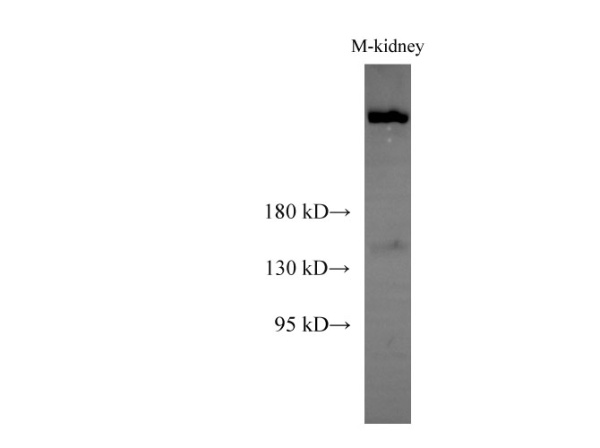 SPTAN1 Polyclonal Antibody (E-AB-40268)