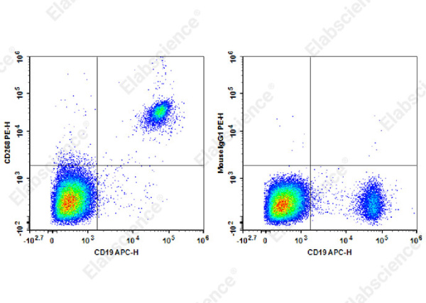 PE Anti-Human CD268 Antibody[11C1] (AN00316D)