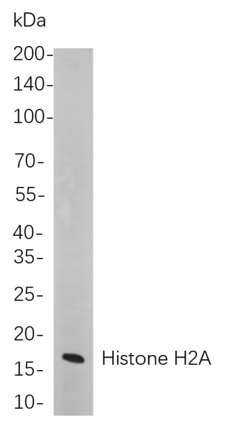 Recombinant Histone H2A Monoclonal Antibody (AN300980L)