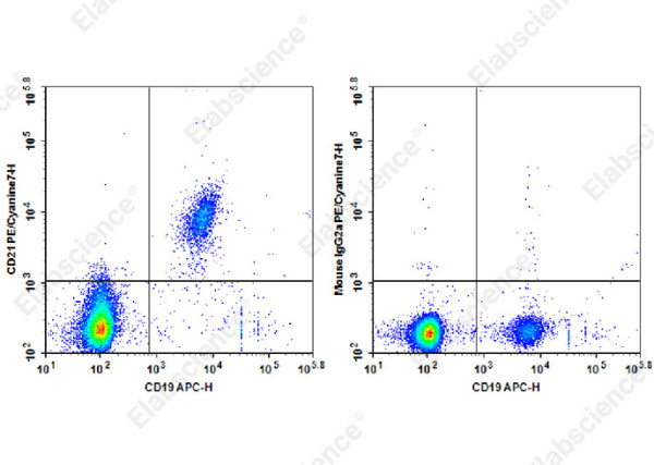 PE/Cyanine7 Anti-Human CD21 Antibody[HB5] (E-AB-F1377H)
