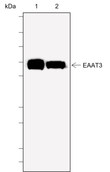 Recombinant EAAT3 Monoclonal Antibody (AN302009L)