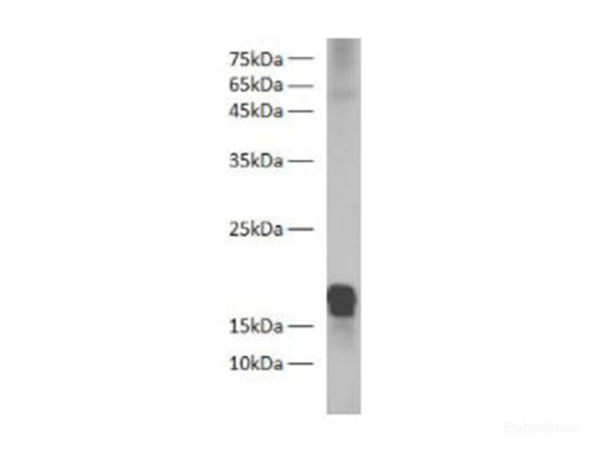 Zebrafish H2A Polyclonal Antibody (E-AB-40557)