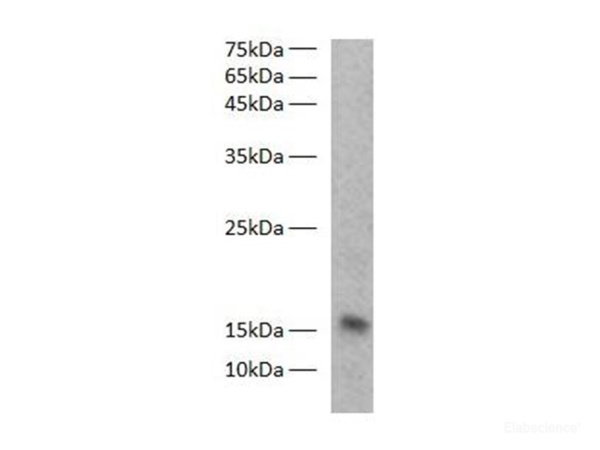 FABP3 Polyclonal Antibody (E-AB-40515)