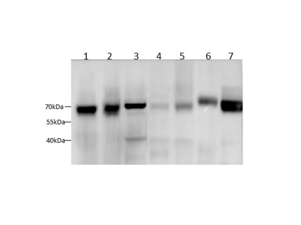 SDHA Polyclonal Antibody (E-AB-40195)