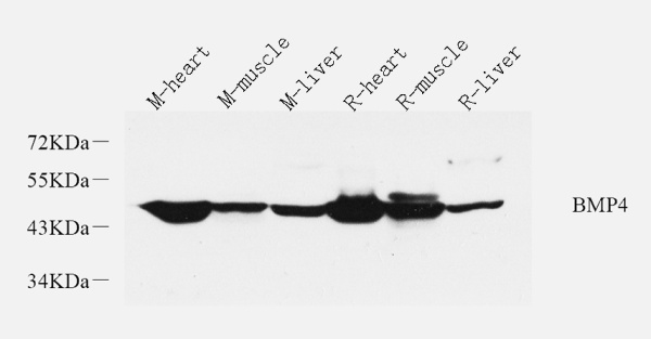 BMP4 Polyclonal Antibody (E-AB-70377)
